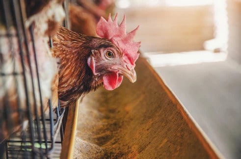 Automated Poultry Feed System